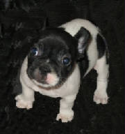 frenchiepup.jpg