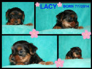 lacy.jpg