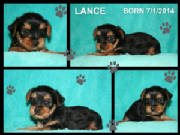 lance.jpg