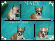 macy.jpg