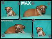 max.jpg