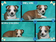 melvin.jpg