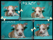 mickey.jpg