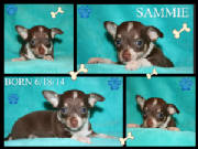 sammie.jpg