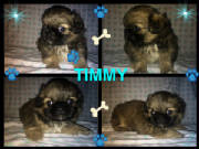 timmy.jpg