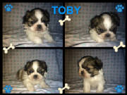 toby.jpg