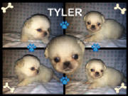 tyler.jpg