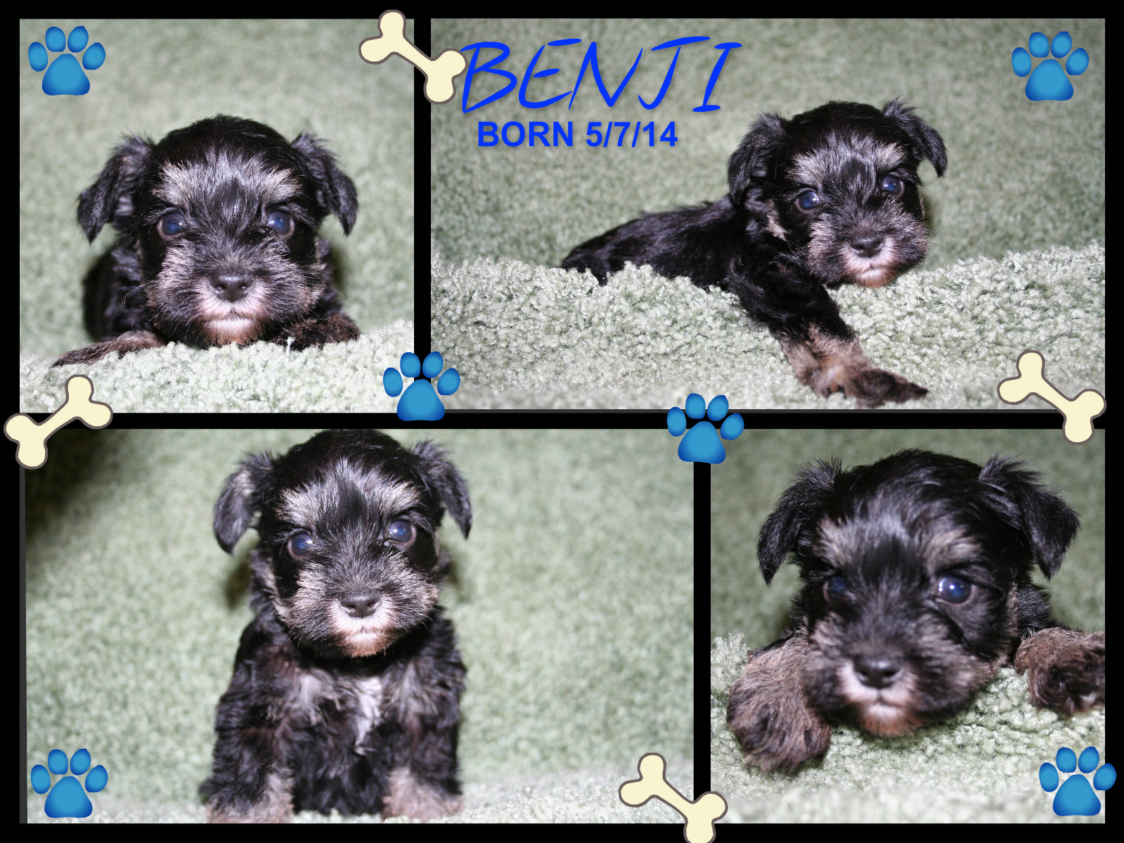 benji.jpg