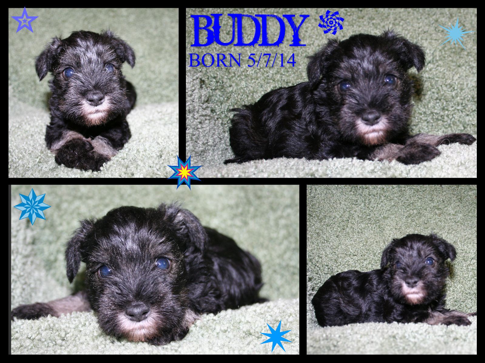 buddy.jpg