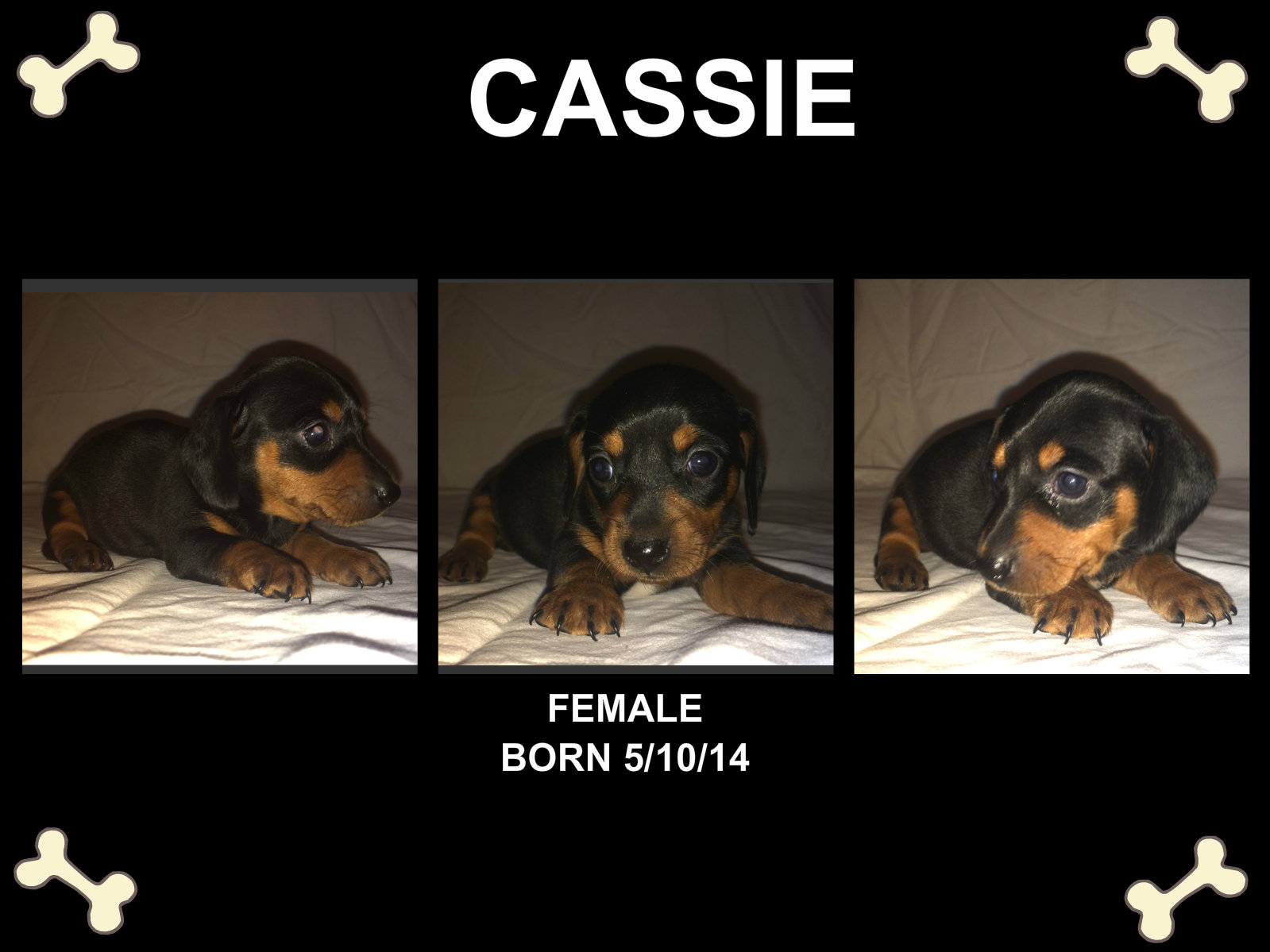cassie.jpg